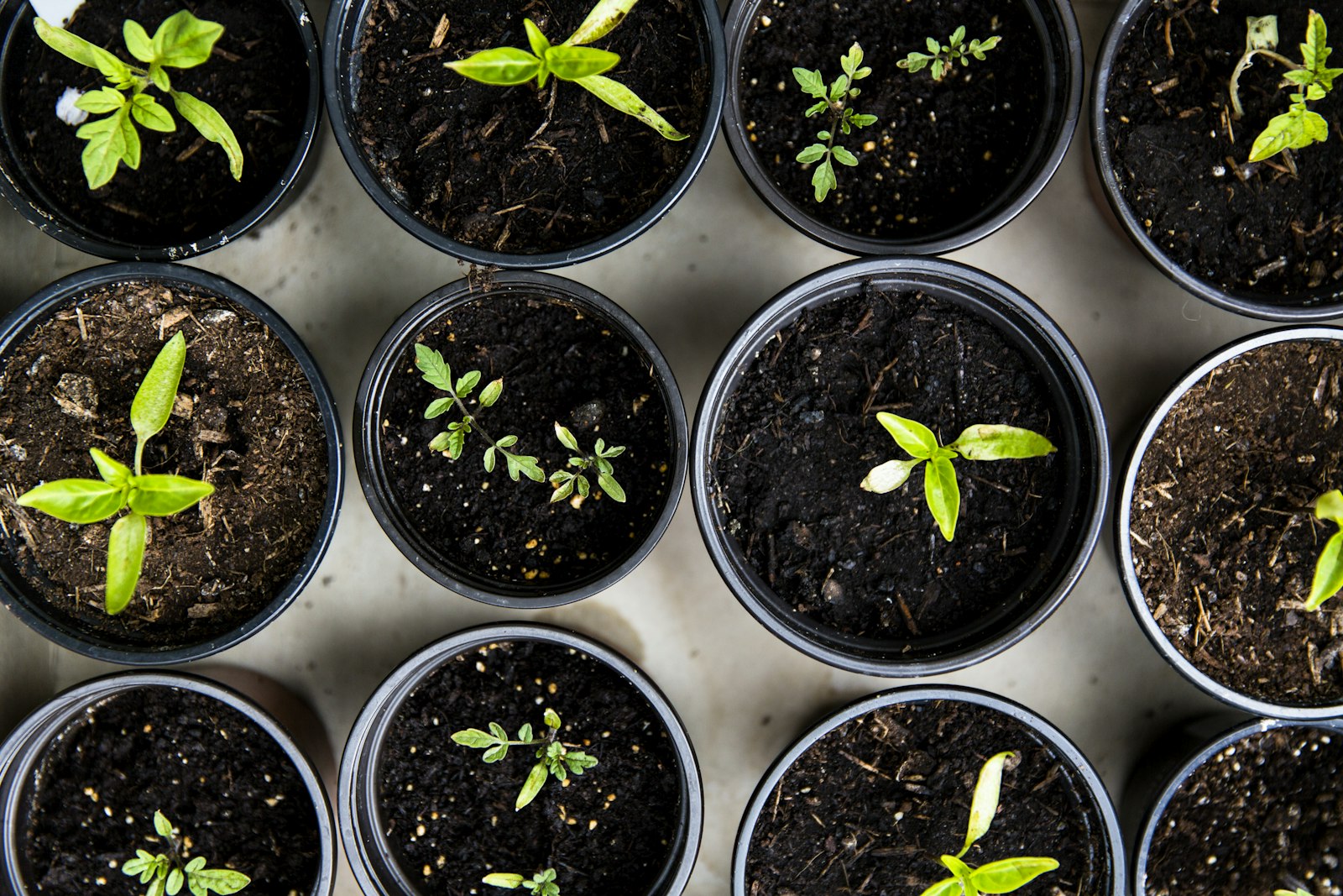 Trays of healthy young seedlings in dark soil